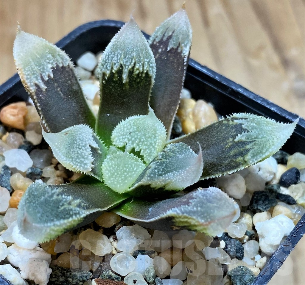 SH16814 Haworthia ‘Hakuteijyo’ mutant