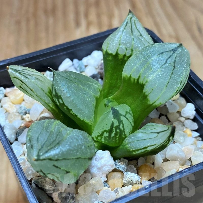 SH16815 Haworthia comptoniana 'Corn Poppy'