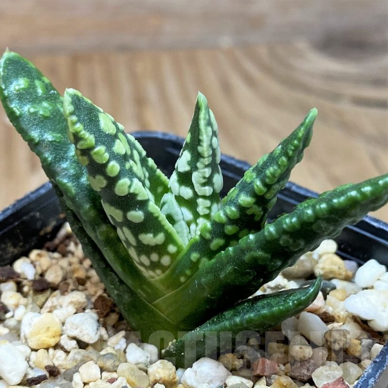 SH16817 Haworthia pumila 'Donut'