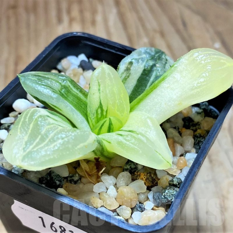 SH16819 Haworthia 'Ice City' f. variegata