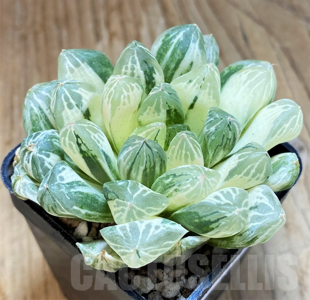 SH16825 Haworthia obtusa f. variegata