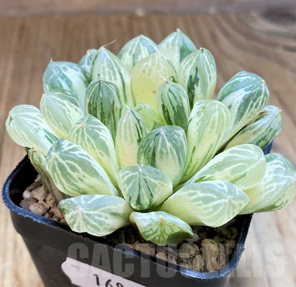 SH16825 Haworthia obtusa f. variegata - Image 2