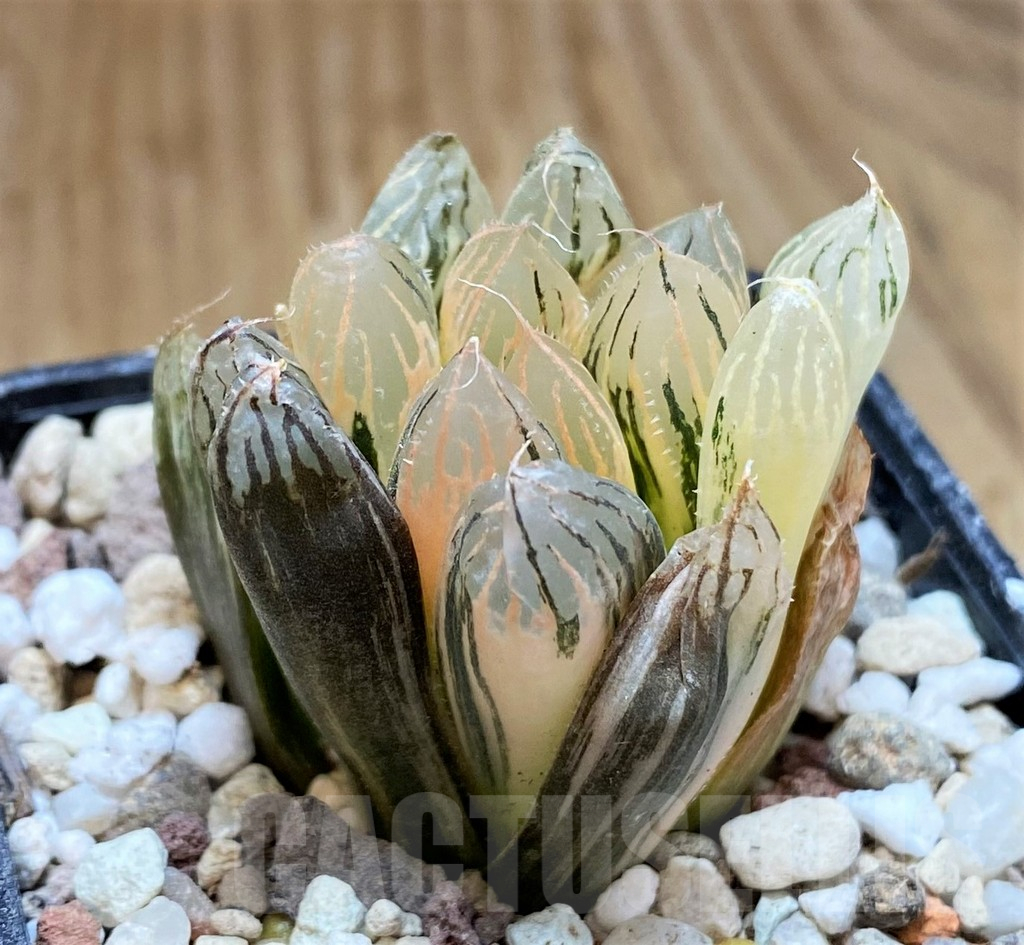SH16828 Haworthia obtusa 'Black' f. variegata - Image 2