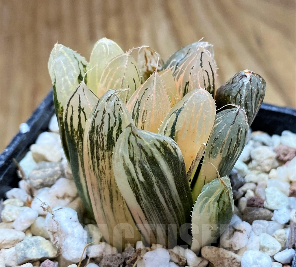 SH16828 Haworthia obtusa 'Black' f. variegata