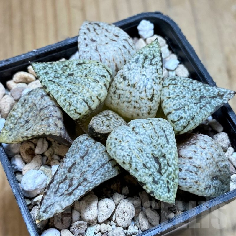 SH16829 Haworthia picta ‘White Magic’