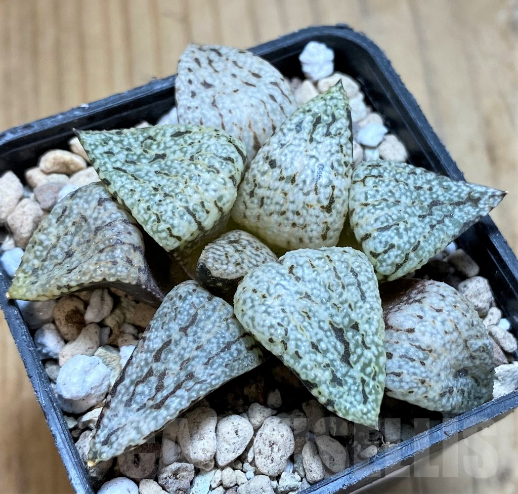 SH16829 Haworthia picta ‘White Magic’