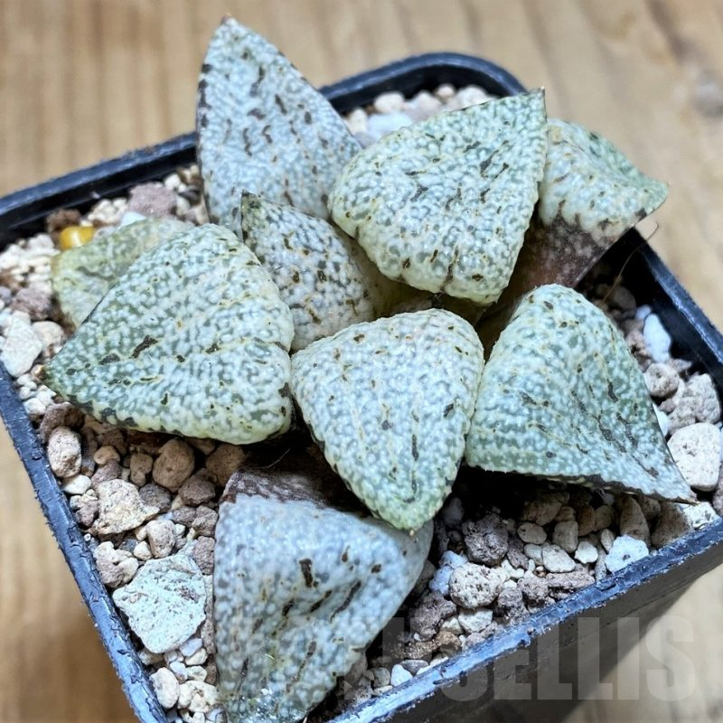 SH16830 Haworthia picta ‘White Magic’