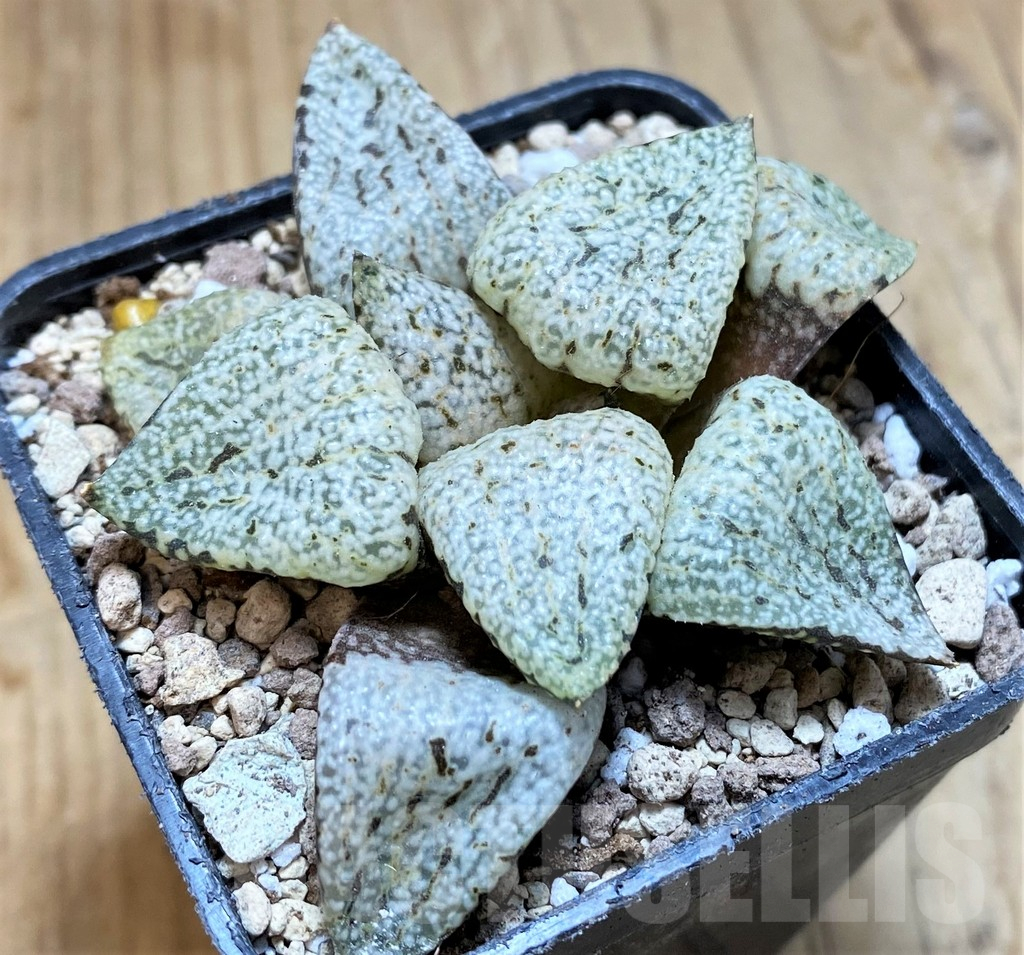 SH16830 Haworthia picta ‘White Magic’