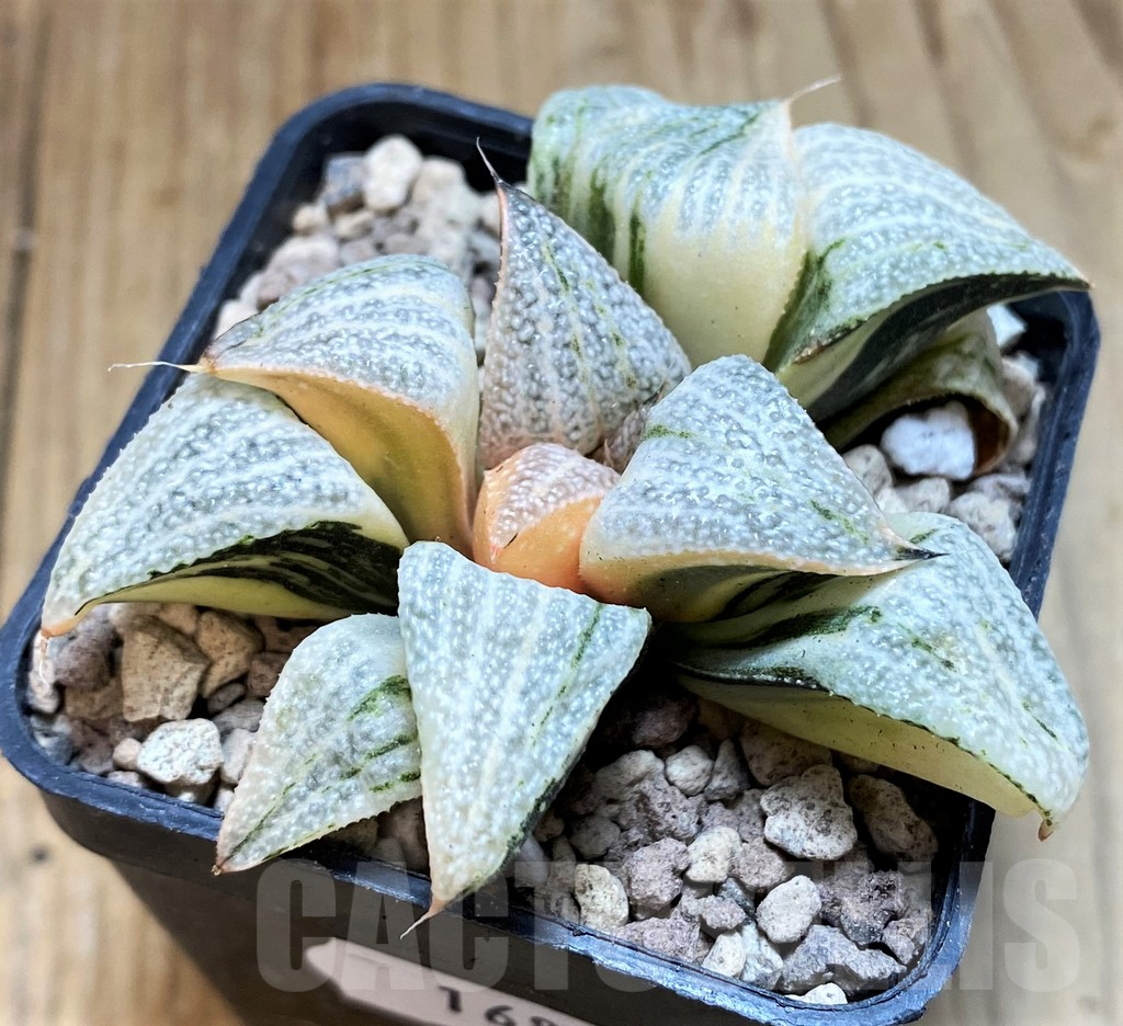 SH16832 Haworthia splendens f. variegata - Imagen 2