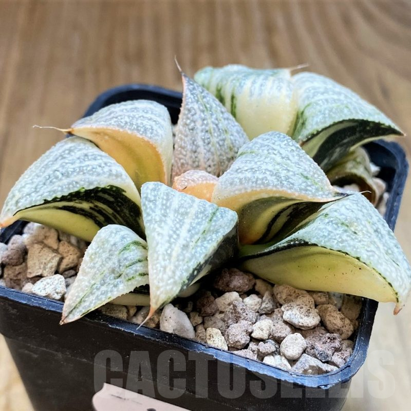 SH16832 Haworthia splendens f. variegata