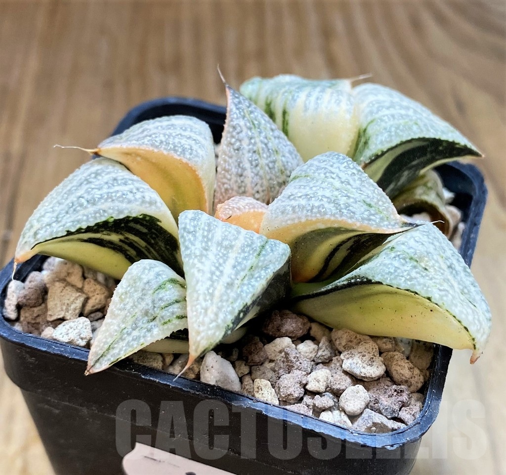 SH16832 Haworthia splendens f. variegata