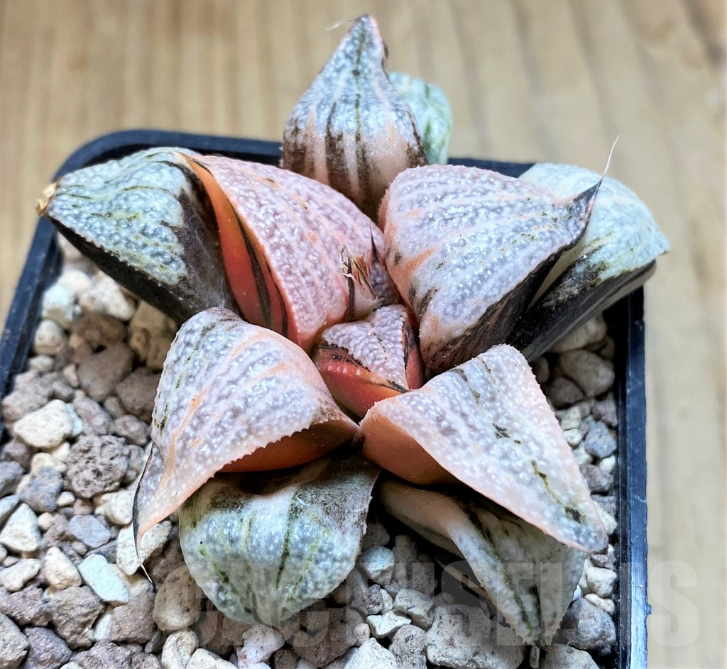 SH16833 Haworthia splendens f. variegata - immagine 2
