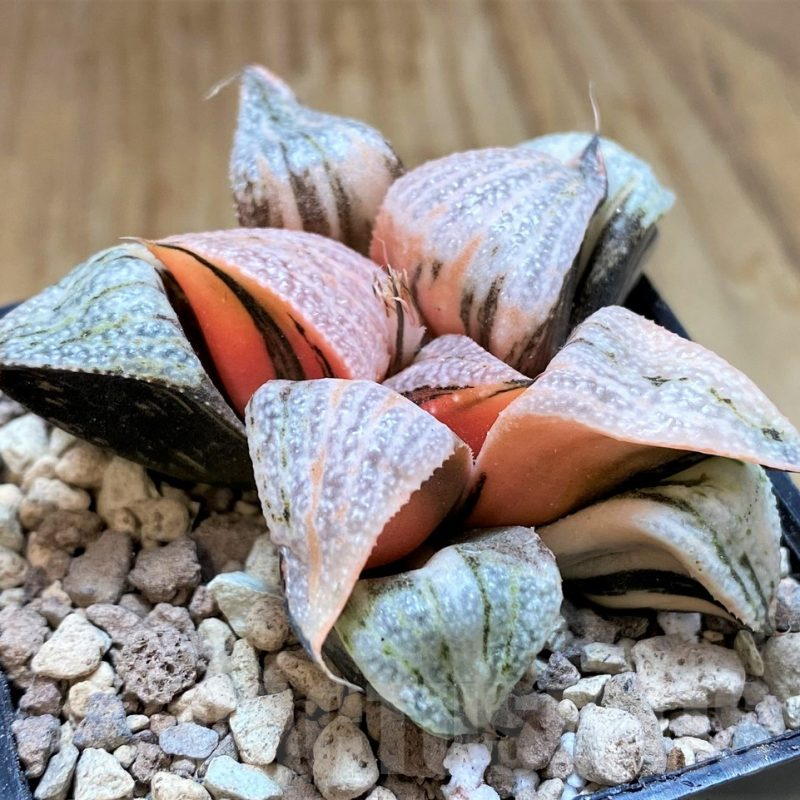 SH16833 Haworthia splendens f. variegata