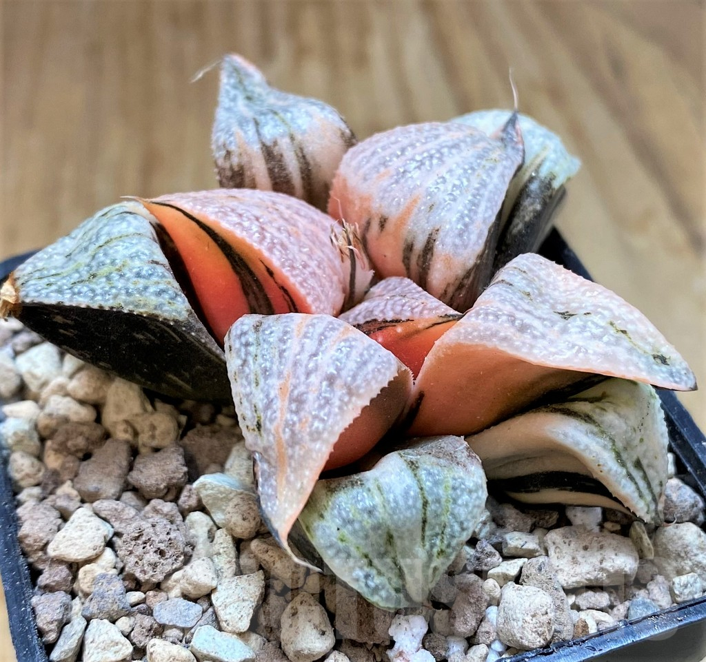 SH16833 Haworthia splendens f. variegata