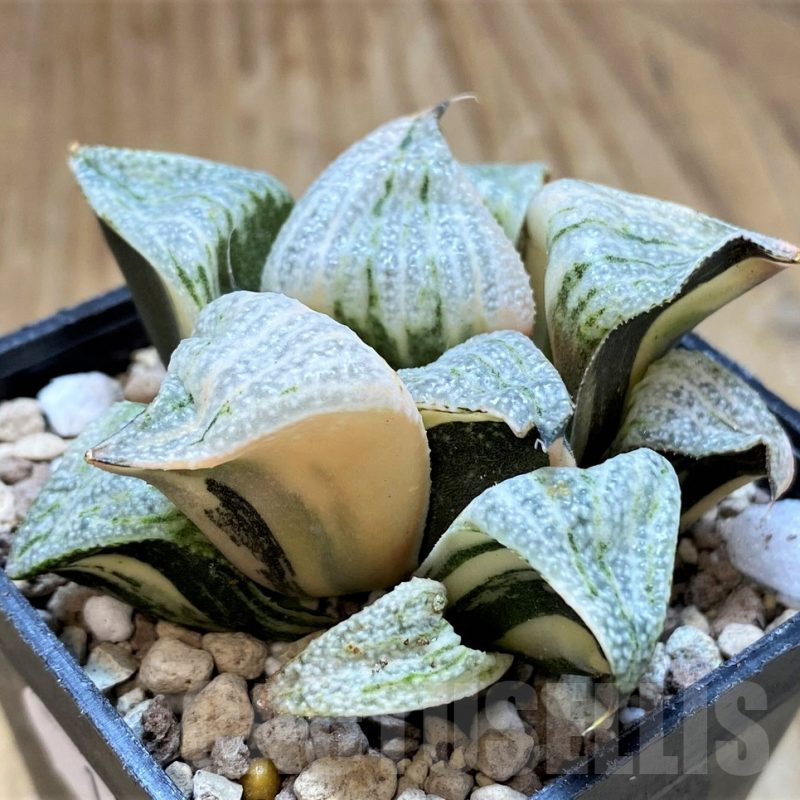 SH16834 Haworthia splendens f. variegata