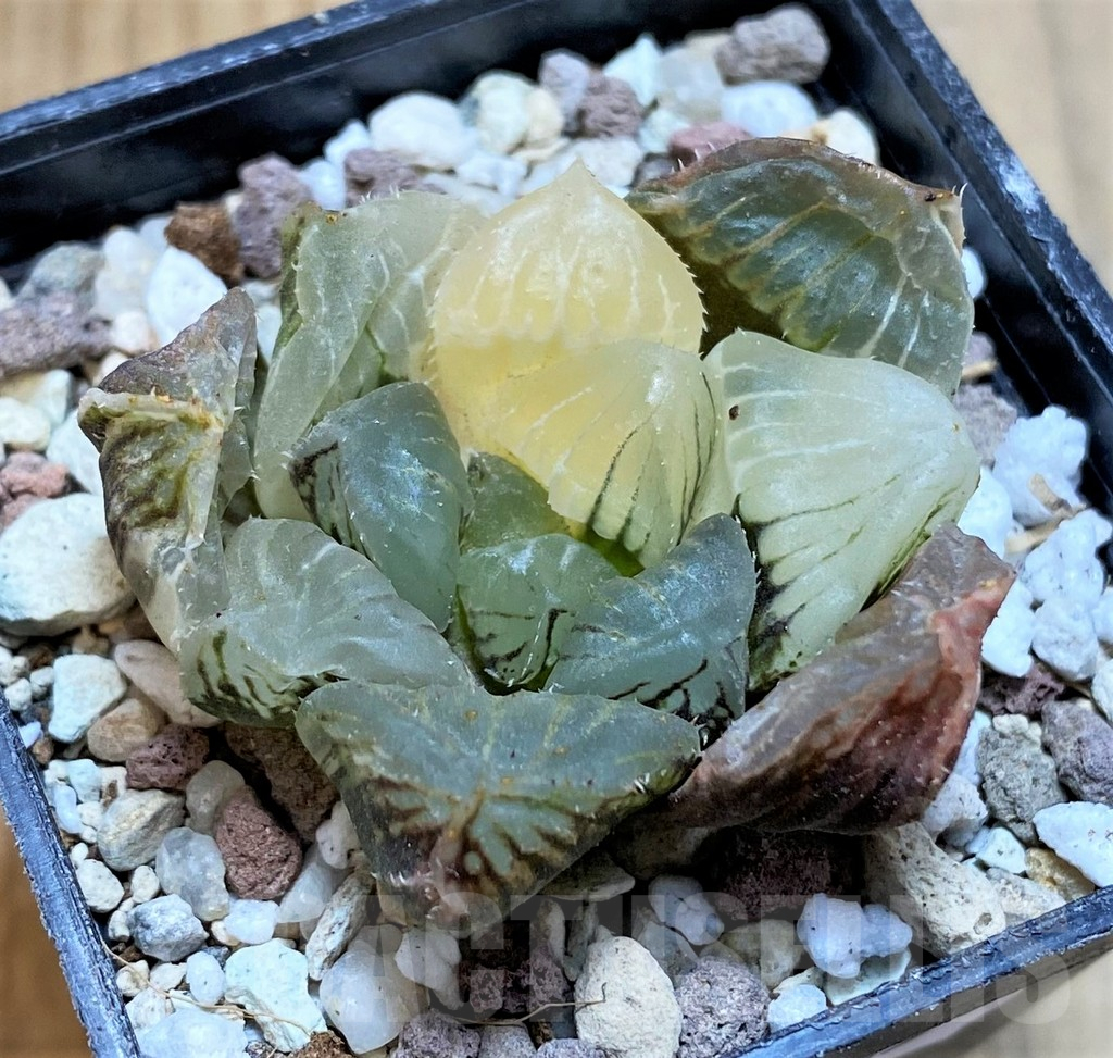 SH16835 Haworthia obtusa hybrid f. variegata - immagine 2