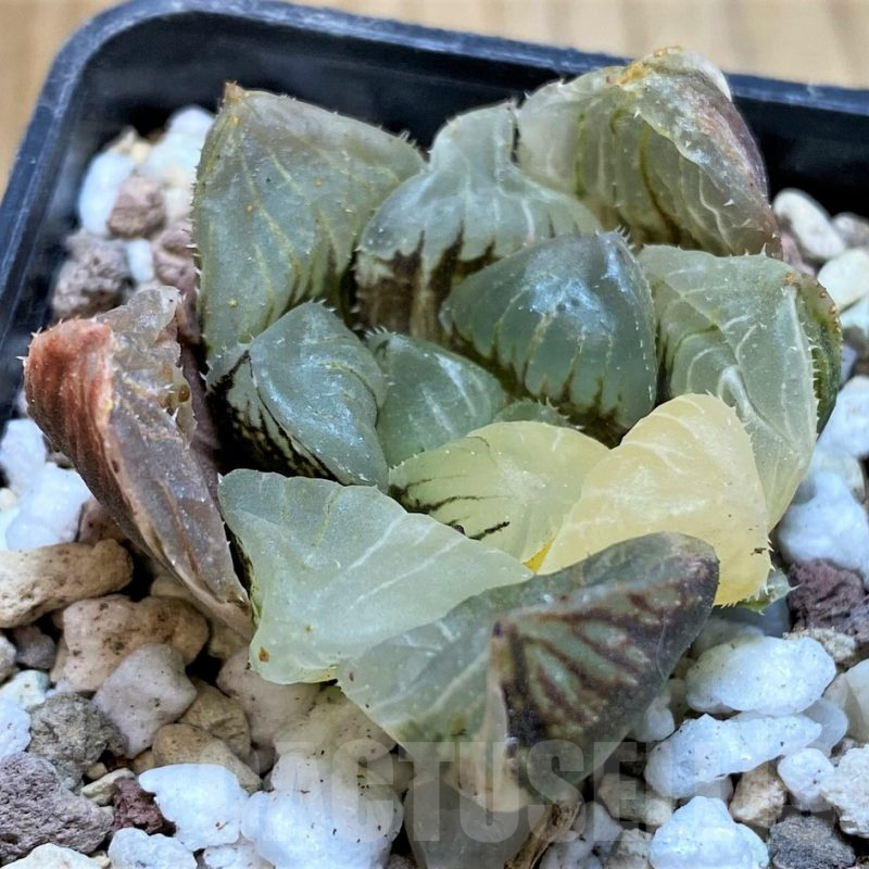 SH16835 Haworthia obtusa hybrid f. variegata
