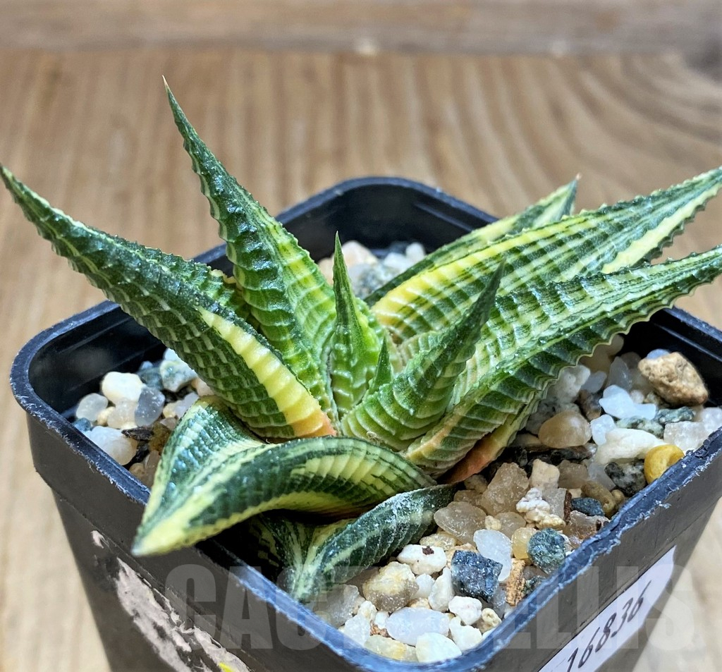 SH16836 Haworthia limifolia f. variegata - Imagen 2