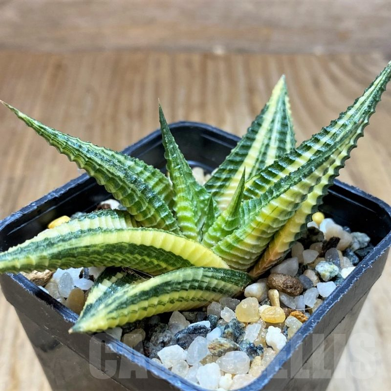 SH16836 Haworthia limifolia f. variegata