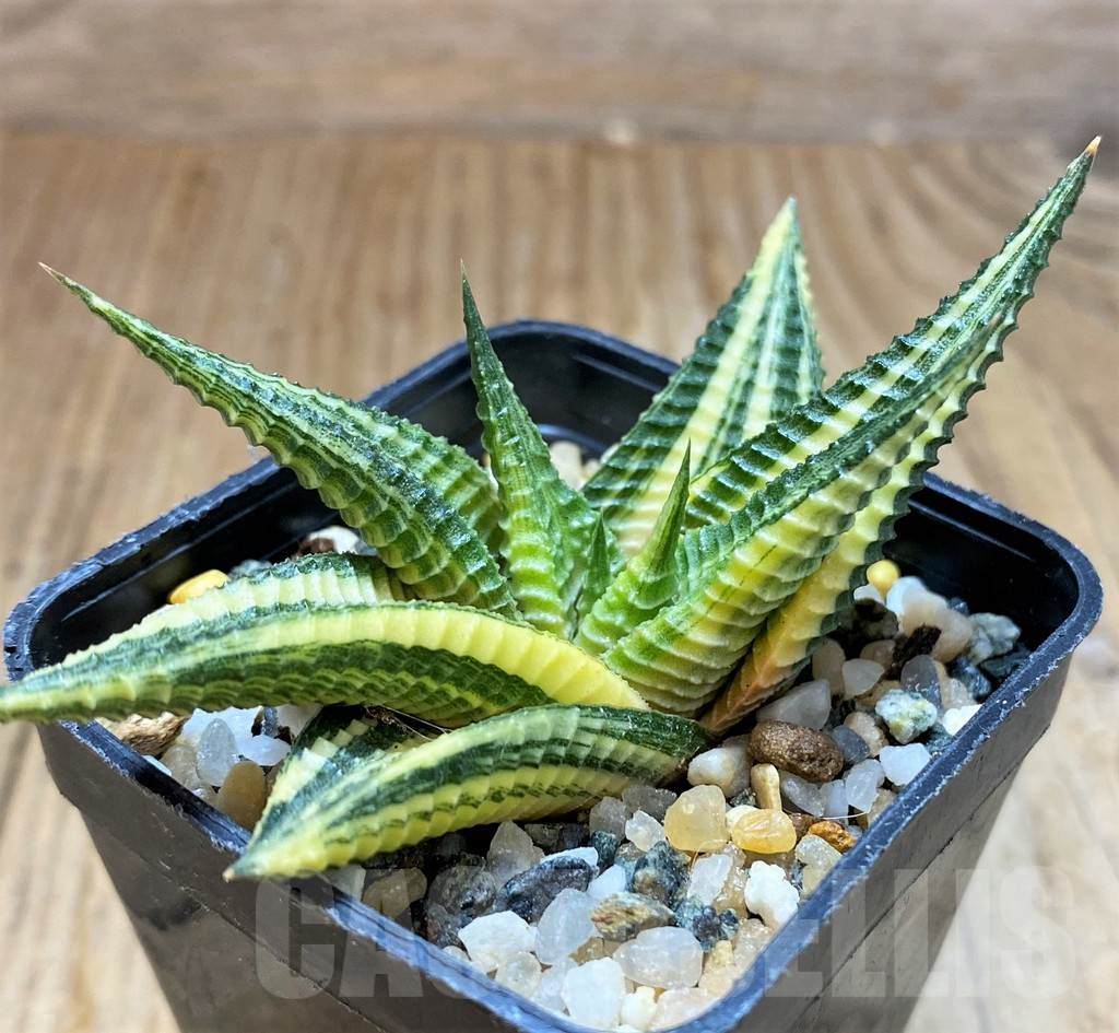 SH16836 Haworthia limifolia f. variegata