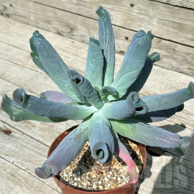 SH17039 Echeveria 'Culibra'