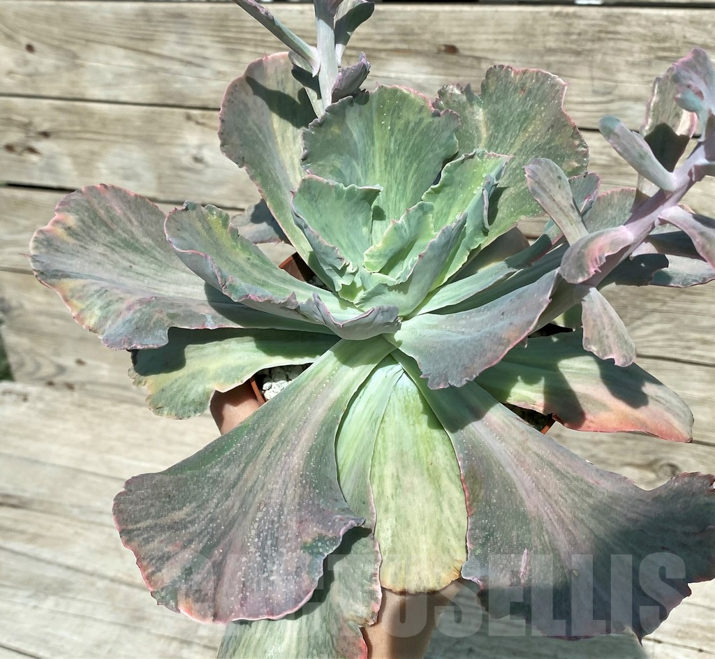 SH17040 Echeveria chantilly ‘Green mint’ - Image 2