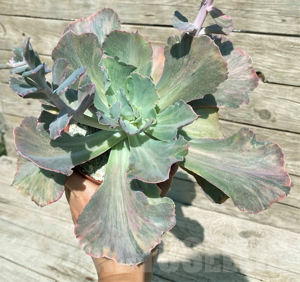 SH17040 Echeveria chantilly ‘Green mint’