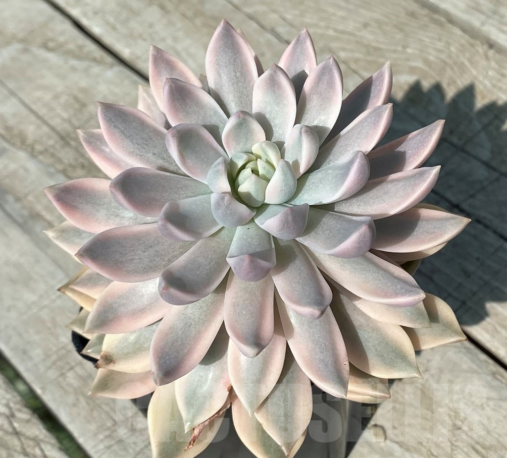 SH17041 Echeveria ‘Lina’