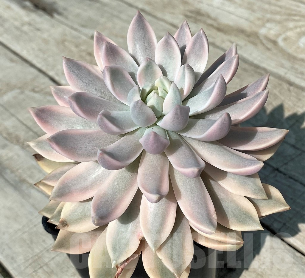 SH17041 Echeveria ‘Lina’ - Image 2