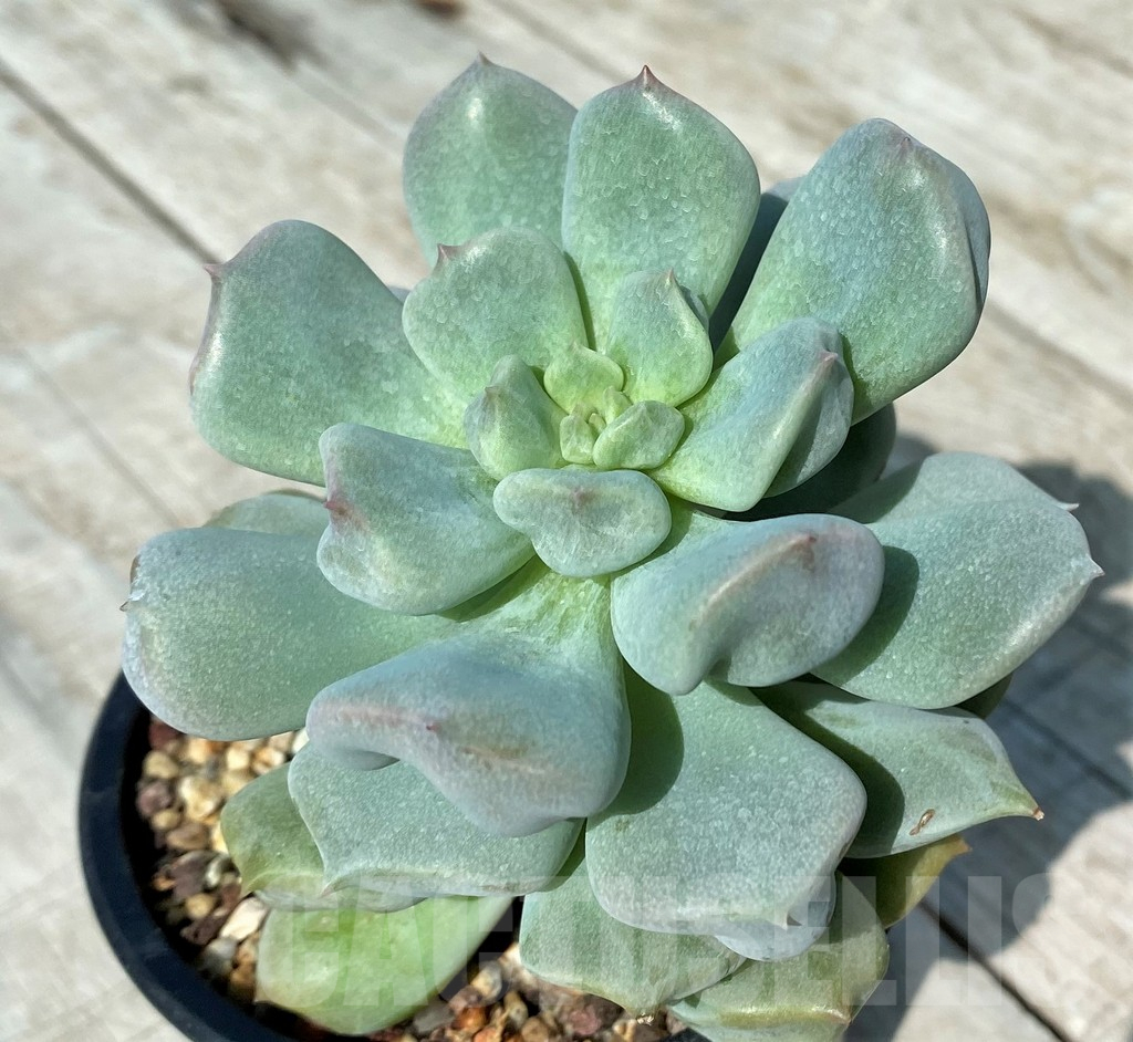 SH17008 Echeveria 'Choux Cream' - immagine 2