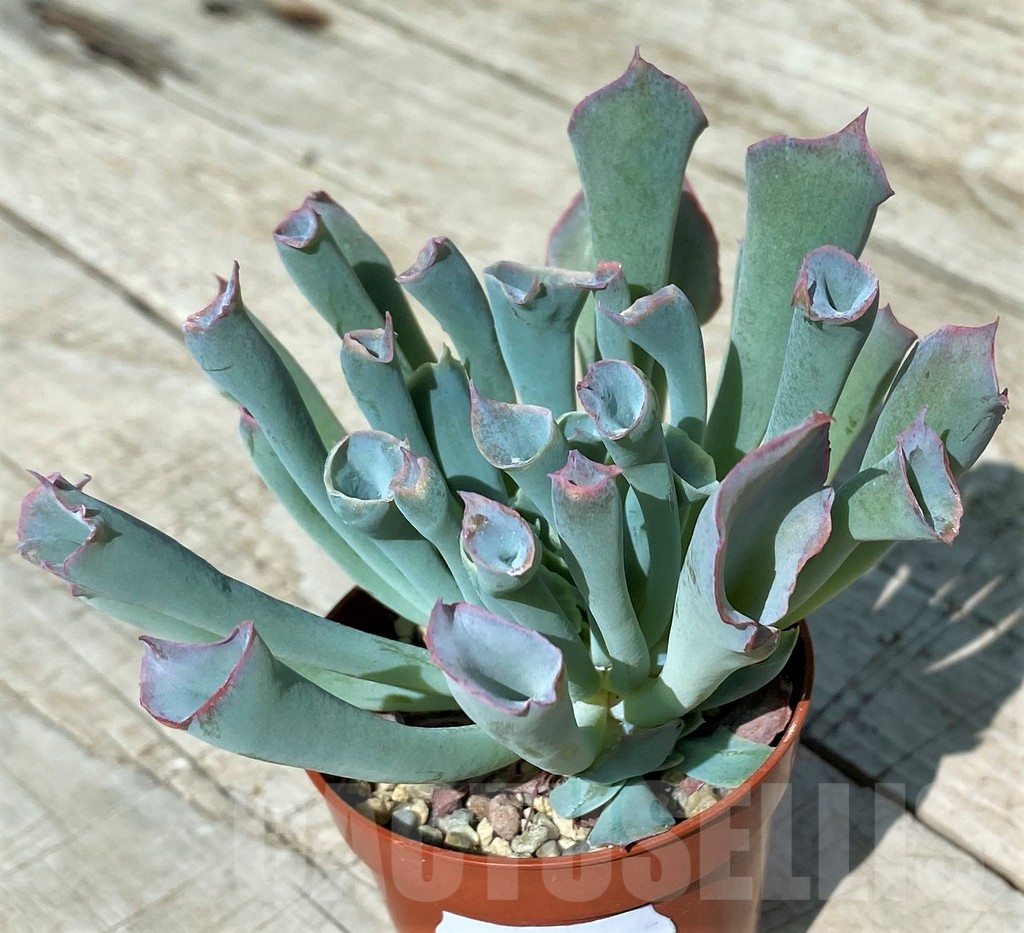 SH17042 Echeveria 'Trumpet Pinky' - Image 2