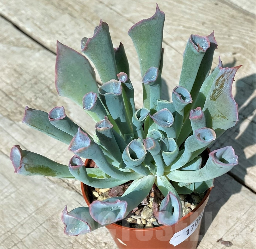 SH17042 Echeveria 'Trumpet Pinky'