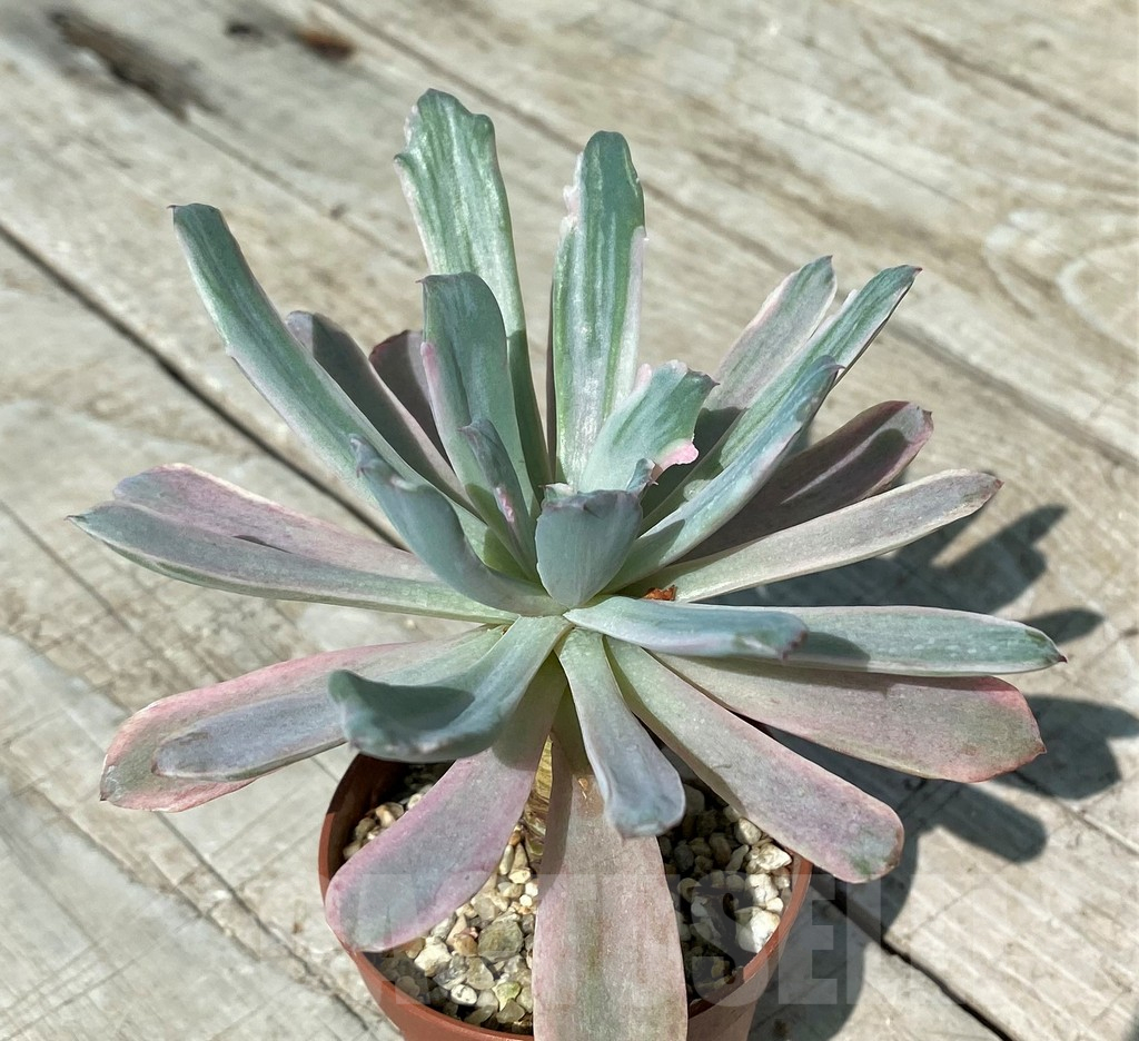 SH17045 Echeveria hoveyi f. variegata - Imagen 2