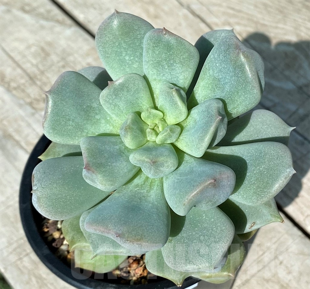 SH17008 Echeveria 'Choux Cream'