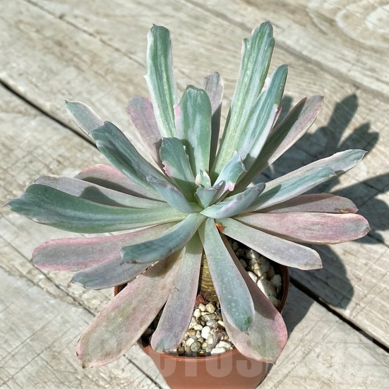 SH17045 Echeveria hoveyi f. variegata