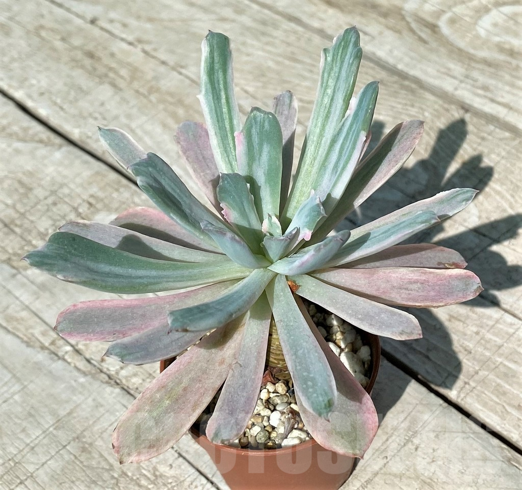 SH17045 Echeveria hoveyi f. variegata