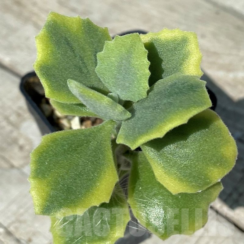 SH17046 Kalanchoe millotii f. variegata