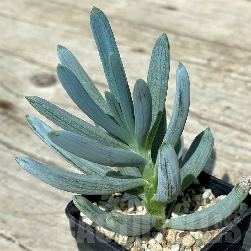 SHND17050 Senecio serpens 'Dwarf Blue Chalk Sticks'