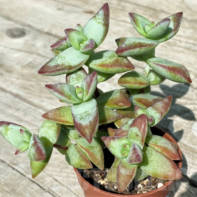SHND17051 Crassula rupestris ‘High Voltage’