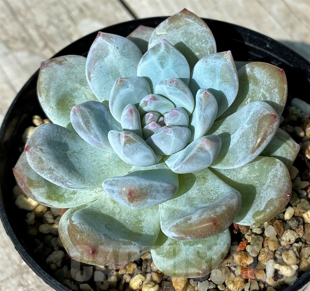 SH17010 Echeveria ‘Monroe' - Image 2