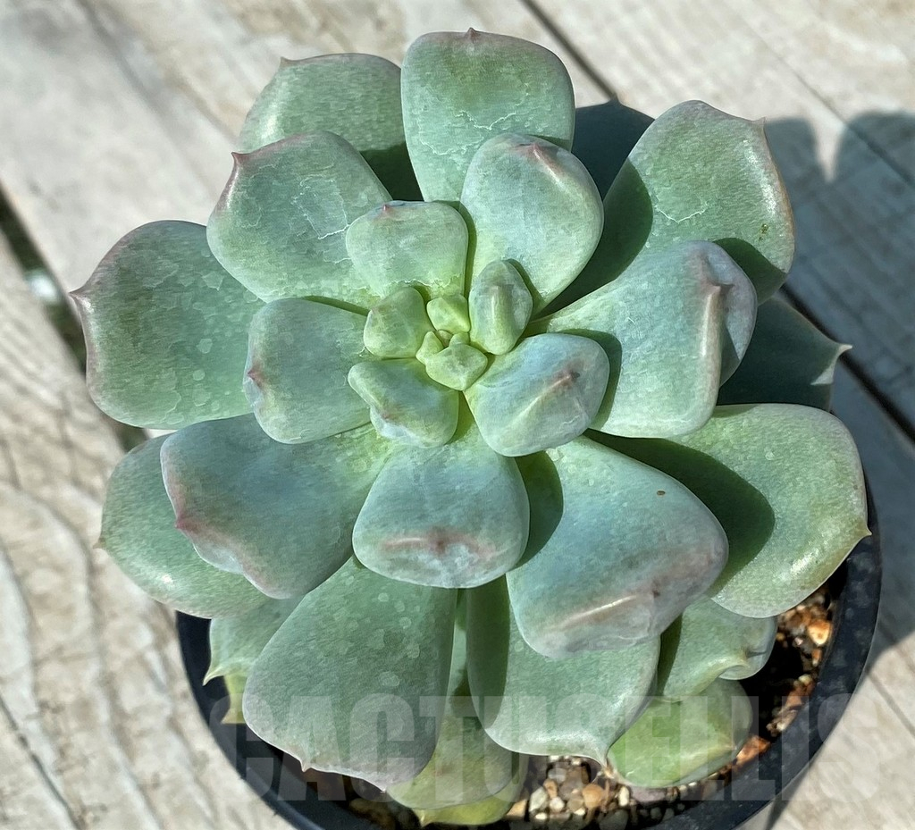 SH17005 Echeveria 'Choux Cream' - Image 2