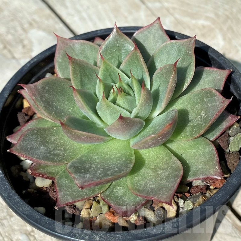 SH17011 Echeveria hybrid