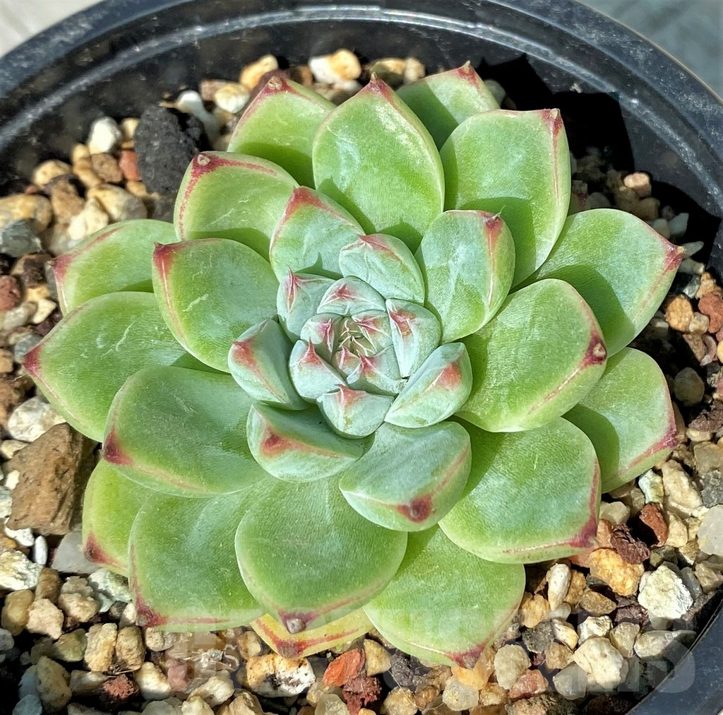 SH17013 Echeveria ‘Beatrice' - Imagen 2
