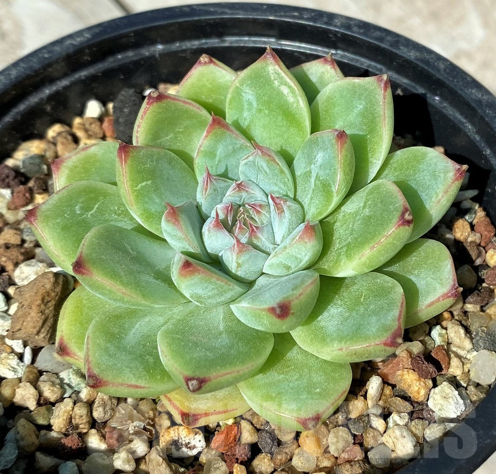 SH17013 Echeveria ‘Beatrice'