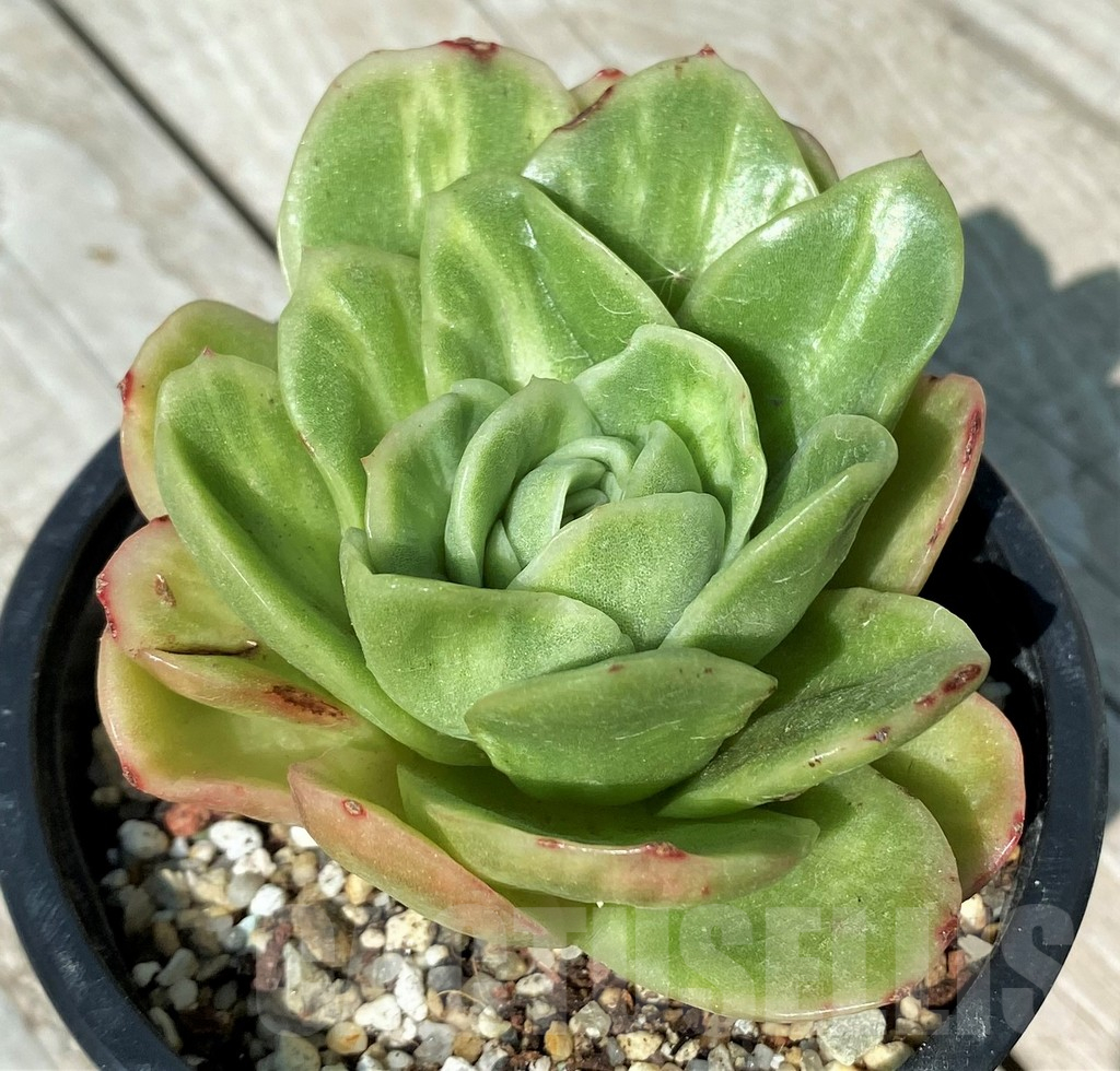SH17016 Echeveria ‘Ice Rose’ f.variegata