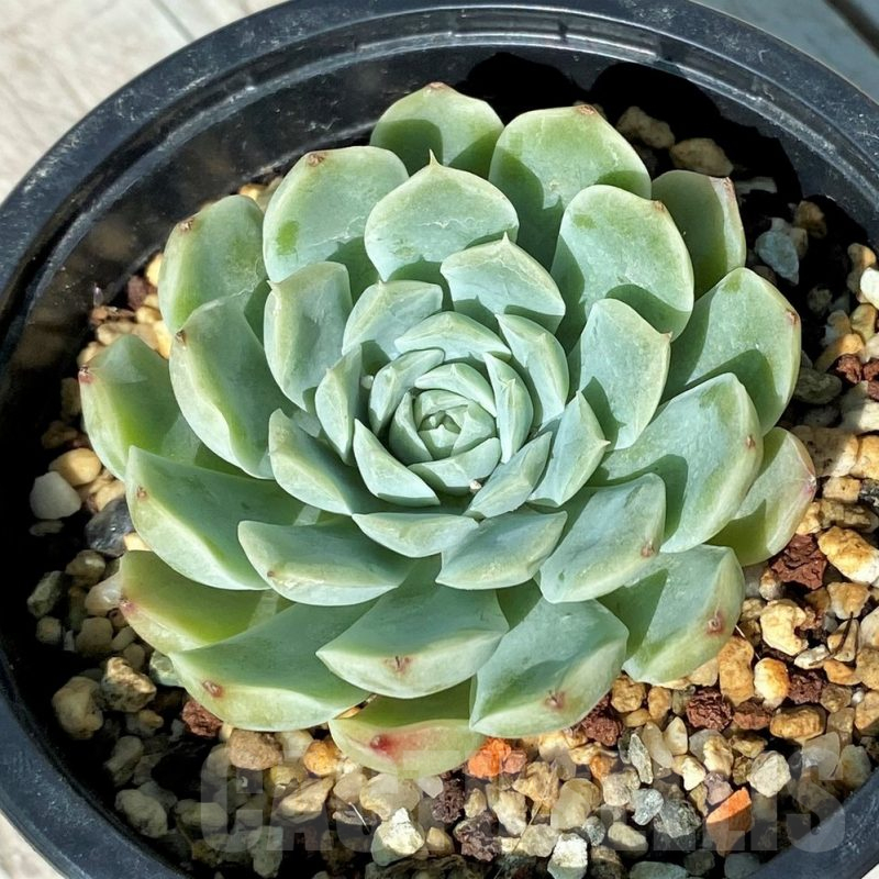SH17006 Echeveria hybrid