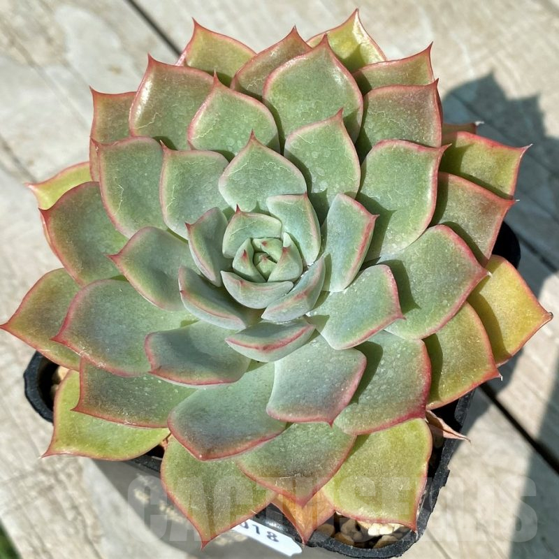 SH17018 Echeveria hybrid