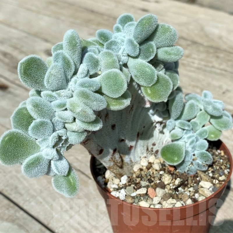 SH17020 Echeveria ‘Frosty’ f. cristata