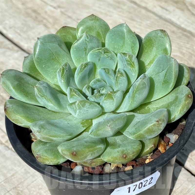 SH17022 Echeveria hybrid