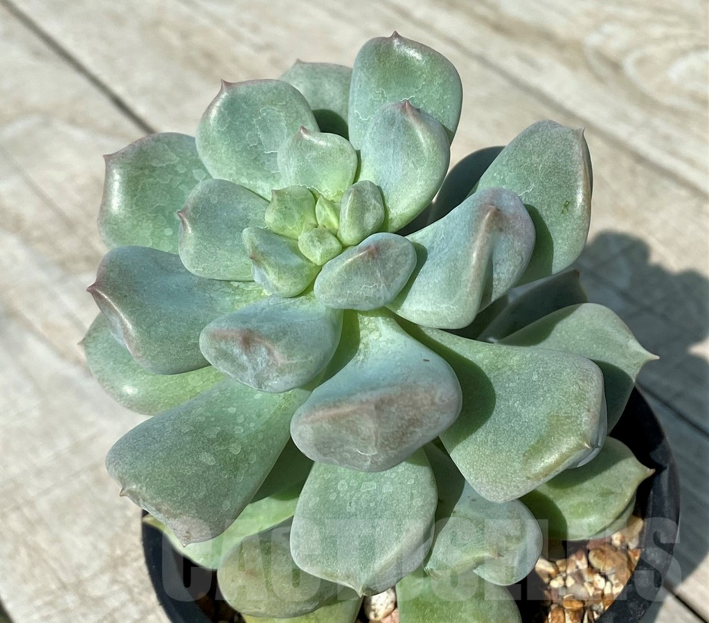 SH17005 Echeveria 'Choux Cream'